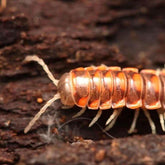 Euryurus sp. “West Tennessee”